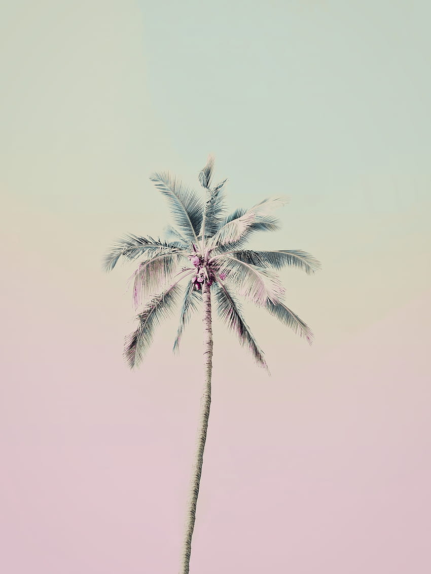 Buy Pink Palm Tree Miami Beach - US shipping, Miami Pink HD phone wallpaper