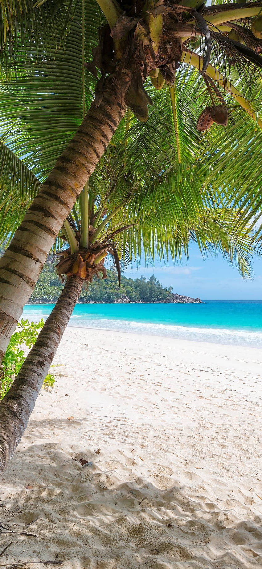 palmeras, playa, mar, tropical, verano iPhone 11 Pro, Summer Beach Plus fondo de pantalla del teléfono