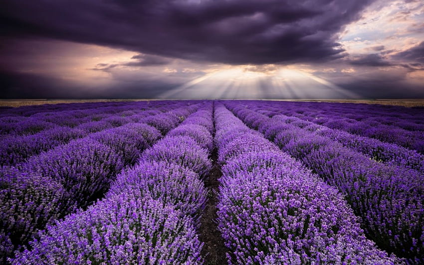 Flower Field, purple, nature, flowers, field HD wallpaper