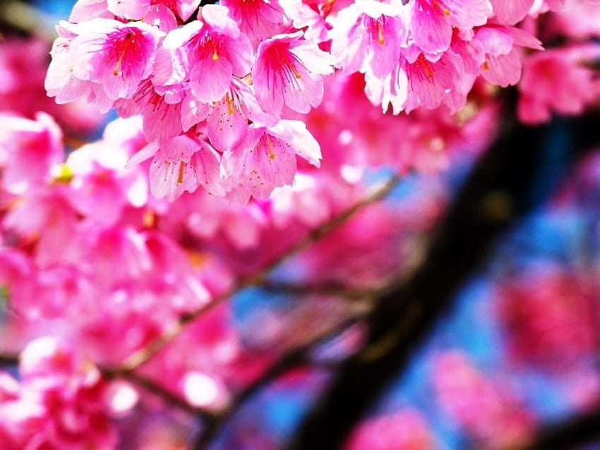 Cherry blossom, blue, skin, spring, pink, cherry, flower, sakura, texture, blossom HD wallpaper