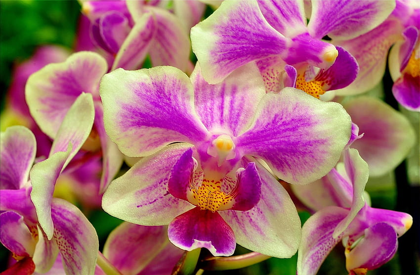 Flowers, Flower, Close-Up, Bicolor, Orchid, Dichromatic HD wallpaper