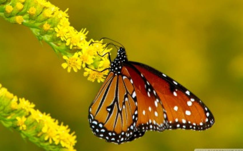 Monarch Butterfly, owady, natura, motyl, piękno Tapeta HD