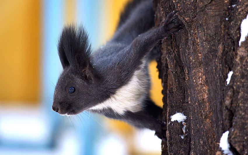 Animals, Squirrel, Snow, Wood, Tree, Crawl HD wallpaper