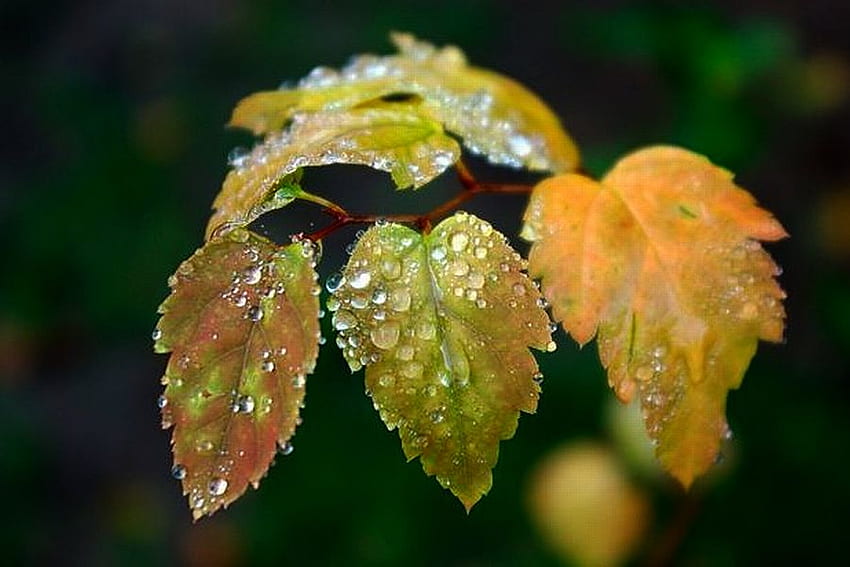 Wet Leaves, wet, beautiful, leaves HD wallpaper