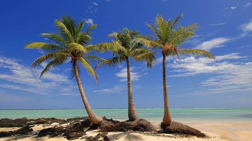 Nature: Island Palms, Madagascar, nr. 40947, Madagascar Landscape HD wallpaper