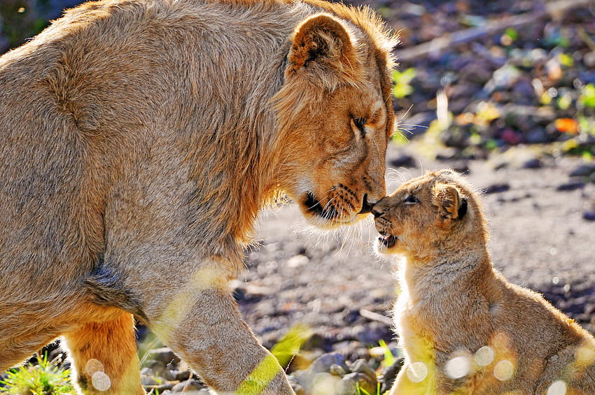 Animals, Young, Lion, Predator, Lioness, Care, Joey, Tenderness, Lion Cub, Attention HD wallpaper