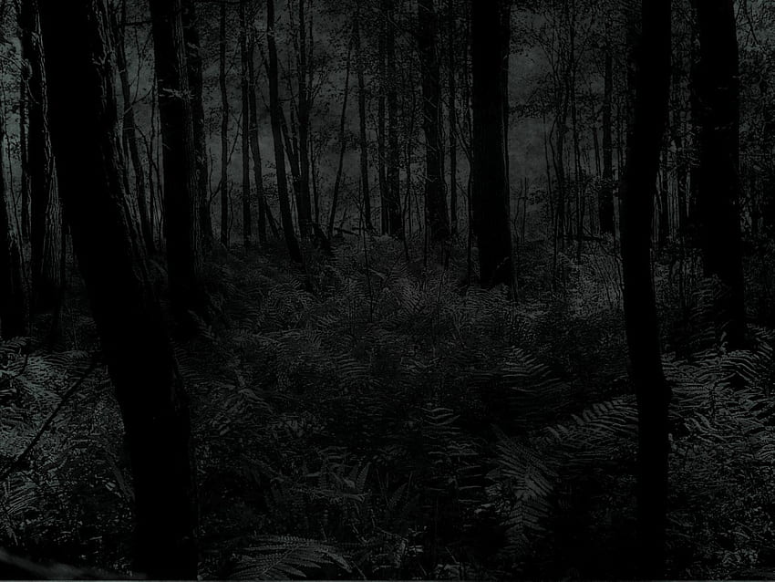 Dark Forest Dark Forest [] for your , Mobile & Tablet. Explore Dark Forest . Forest , Forest , Rainforest, Arctic Forest HD wallpaper