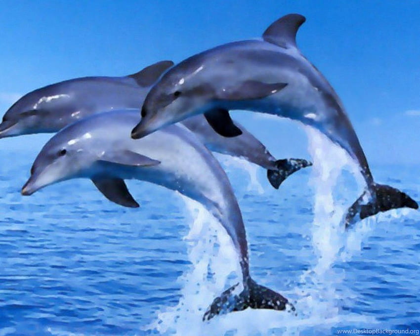 Dolphins Jumping Clipart Background Hd Wallpaper Pxfuel