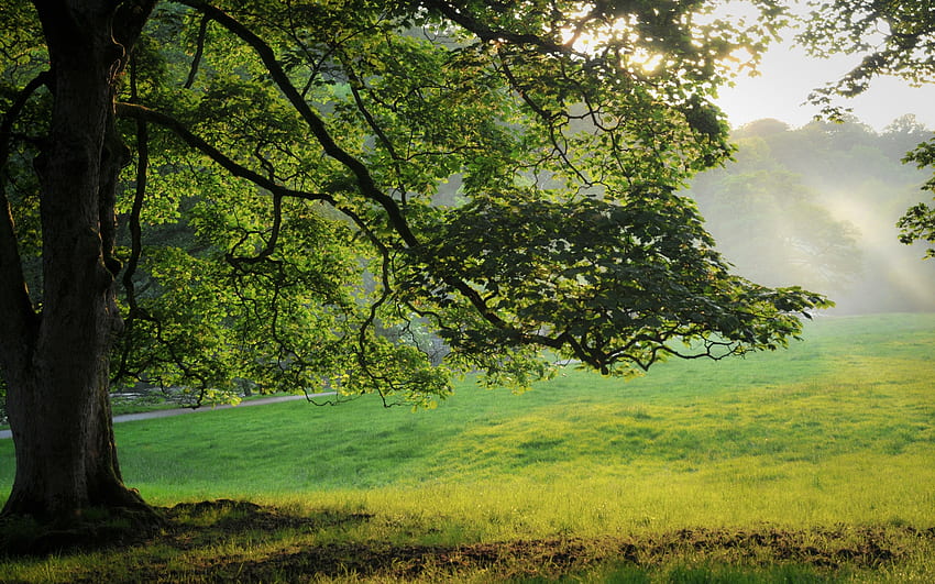 ธรรมชาติ หญ้า ฤดูร้อน รุ่งอรุณ Shine แสง ไม้ รังสี คาน ต้นไม้ มงกุฎ Krone สาขา สาขา ตอนเช้า ทุ่งหญ้า วอลล์เปเปอร์ HD