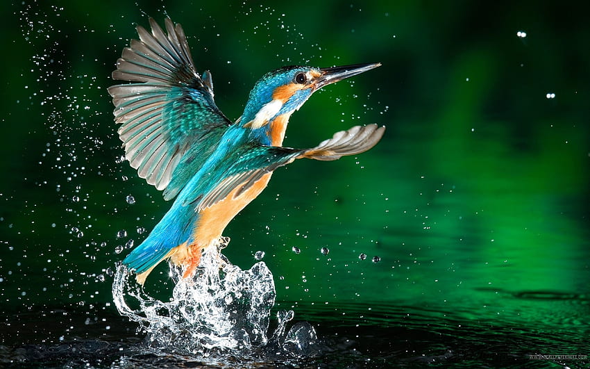 Kingfisher Uccello Pescatore Sfondo HD