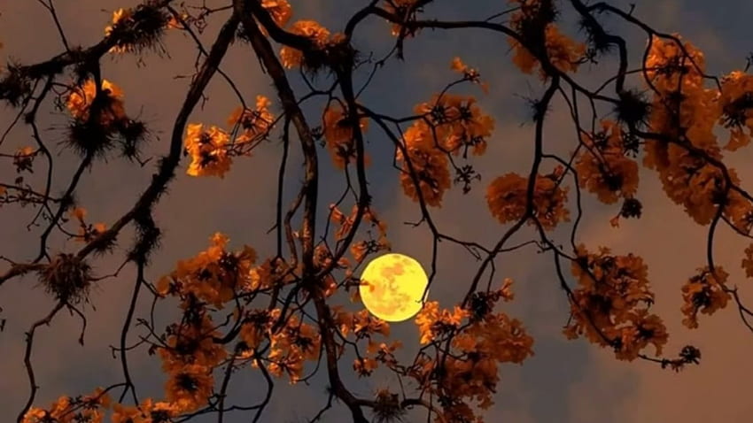 Есенна луна, листа, клони, дърво, луна, портокал HD тапет