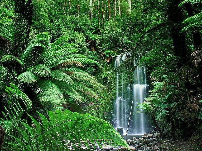 Tropical Rainforest HD wallpaper