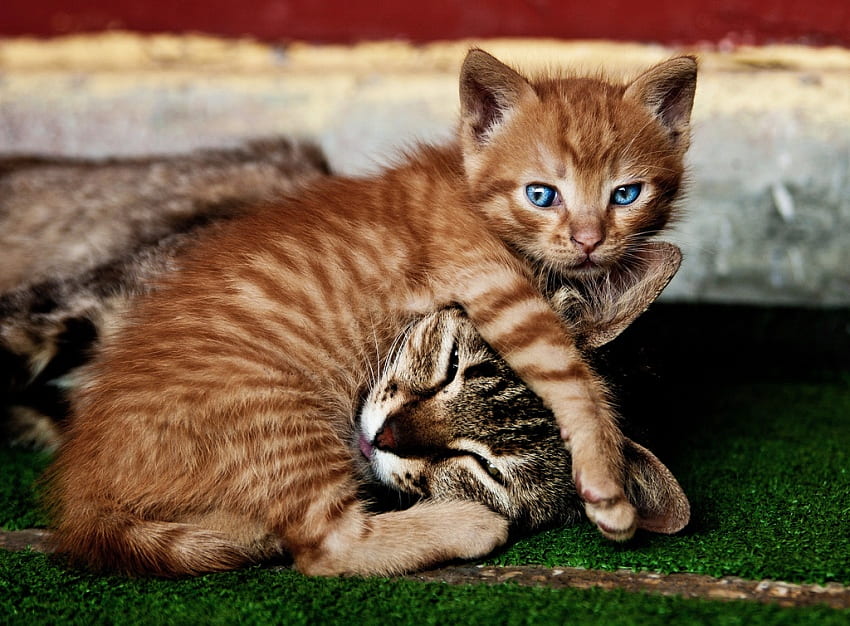 koty, słodki, niebieski, zwierzęta, dziecko, oczy, kot Tapeta HD