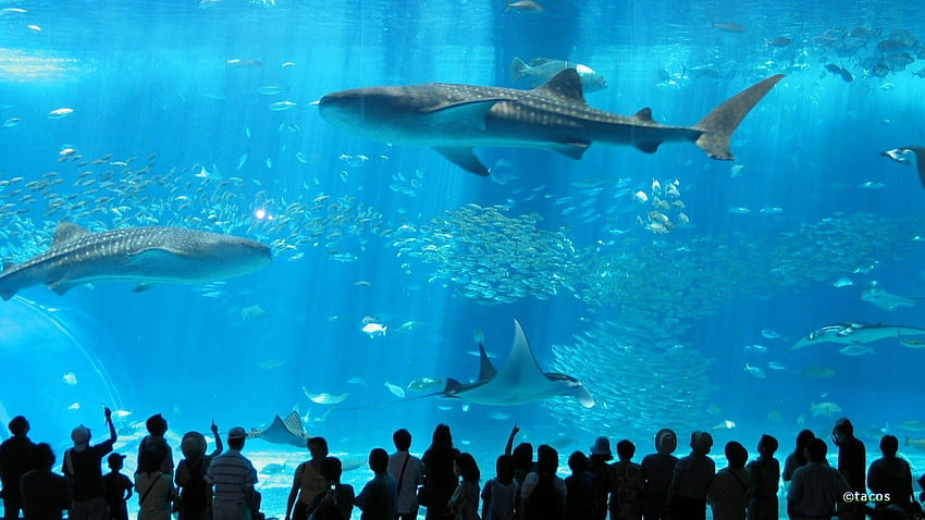 Okinawa Churaumi Aquarium in Japan, Japanese Aquarium HD wallpaper