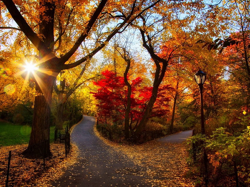 秋の公園、パス、秋、色、散歩、公園、葉、木、秋、自然、森、日没 高画質の壁紙