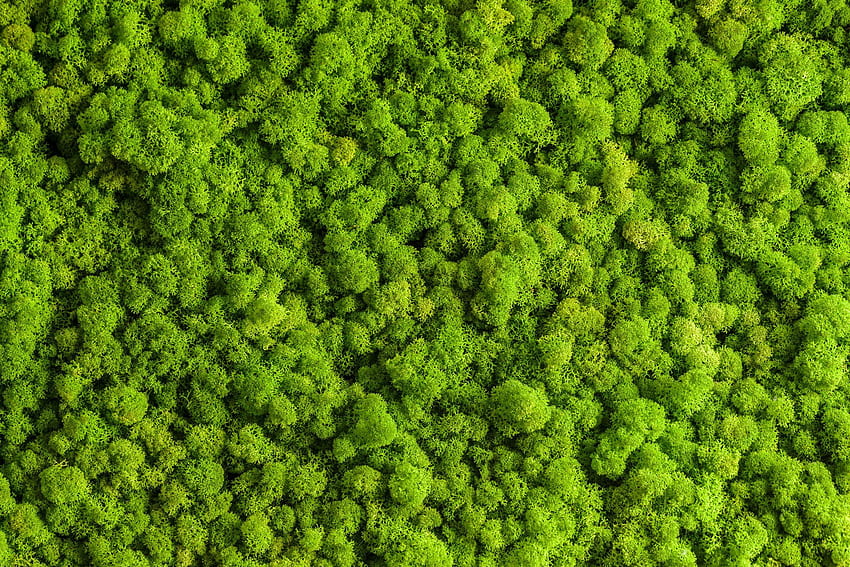Bubbly Moss Digital M9580 – Walls Republic US, Grüne Wand HD-Hintergrundbild