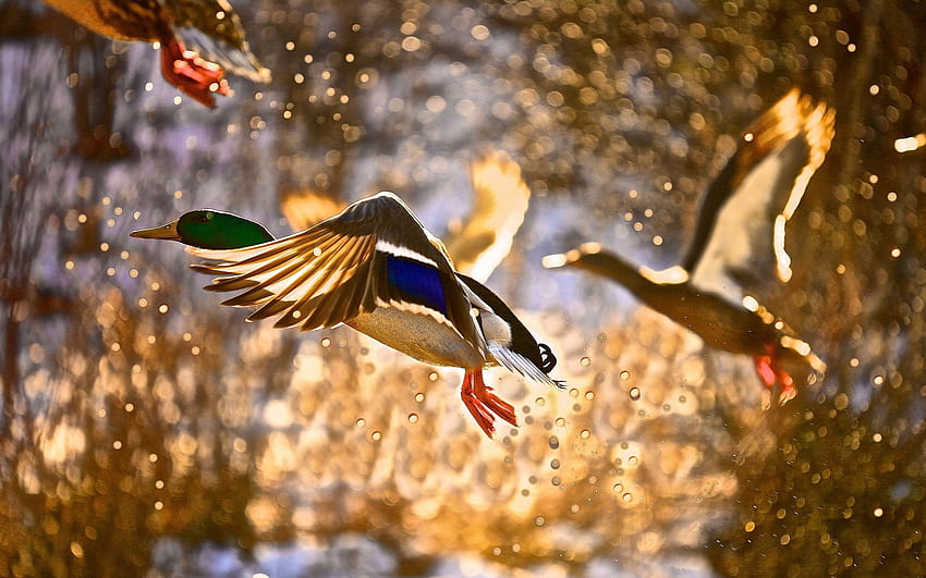 Flying ducks HD wallpaper