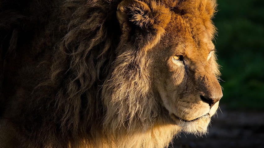 Description: The Above Is Huge Male Lion, Brave Lion HD wallpaper