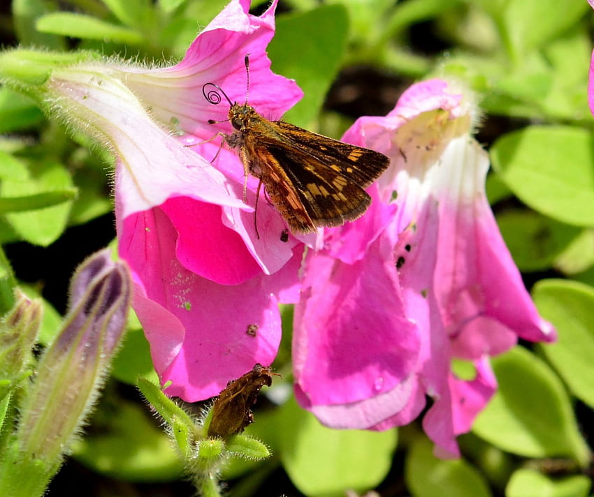 Butterfly Away, Schmetterlinge, Schmetterling, lila Blume, süßer Schmetterling HD-Hintergrundbild