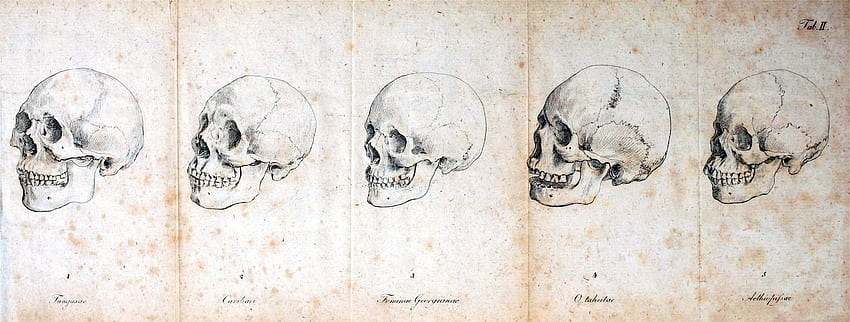 scienza Anatomia e mobile. Illustrazione medica, Anatomia dello scheletro, Illustrazione scientifica, Antropologia Sfondo HD