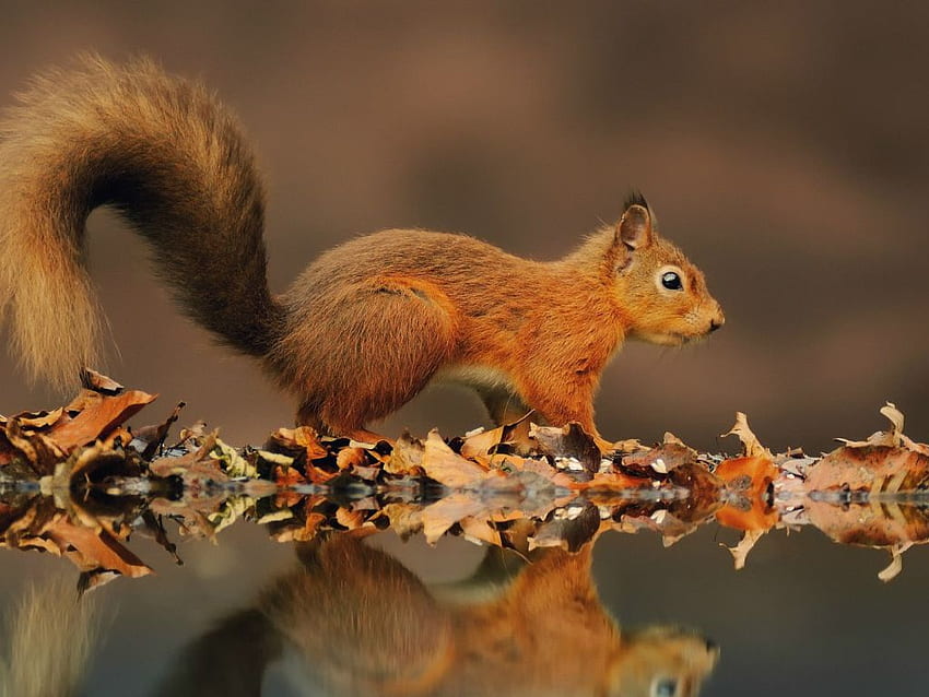 Écureuil roux sur un étang. Animaux, Animaux drôles, Écureuil roux Fond d'écran HD
