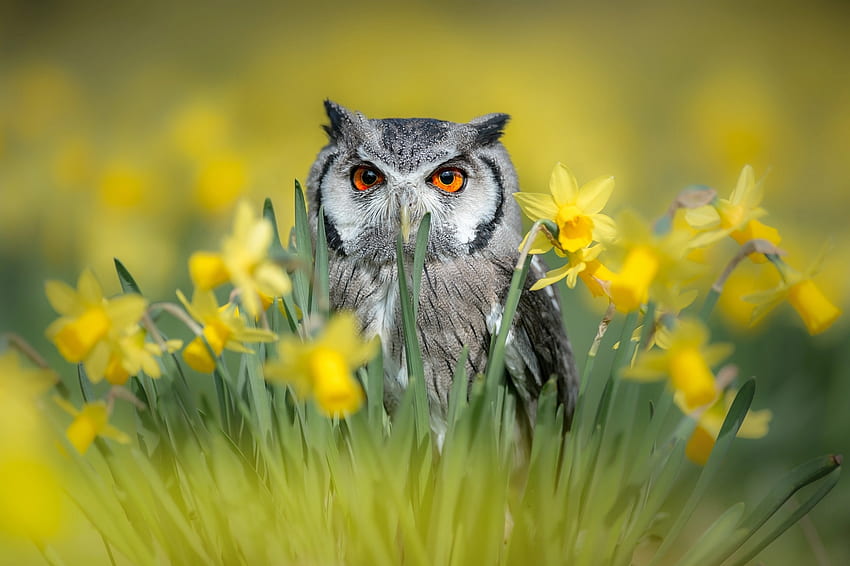 Owl, bird, daffodils, pasare, spring, flower, green, yellow, bufnita HD wallpaper