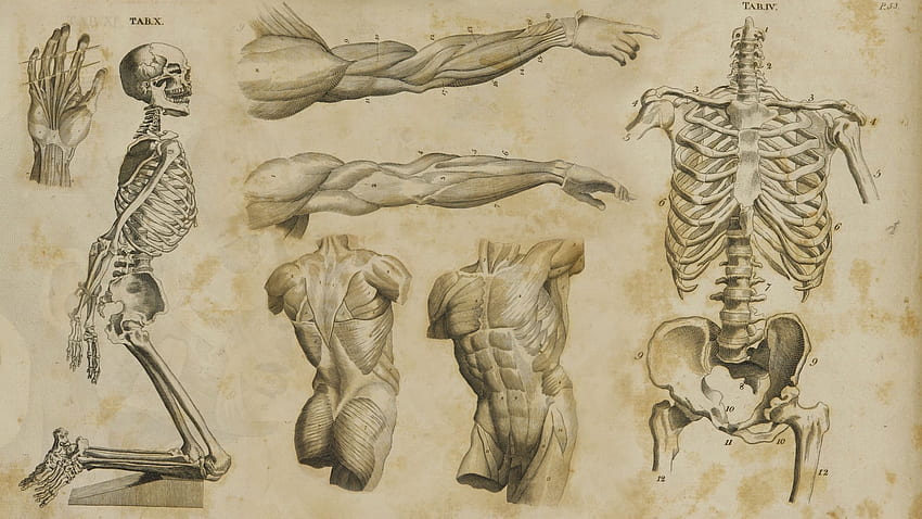 Ludzkie ciało / Szkielet. Sztuka anatomii, sztuka anatomii człowieka, rysunek anatomii, anatomia szkieletu Tapeta HD
