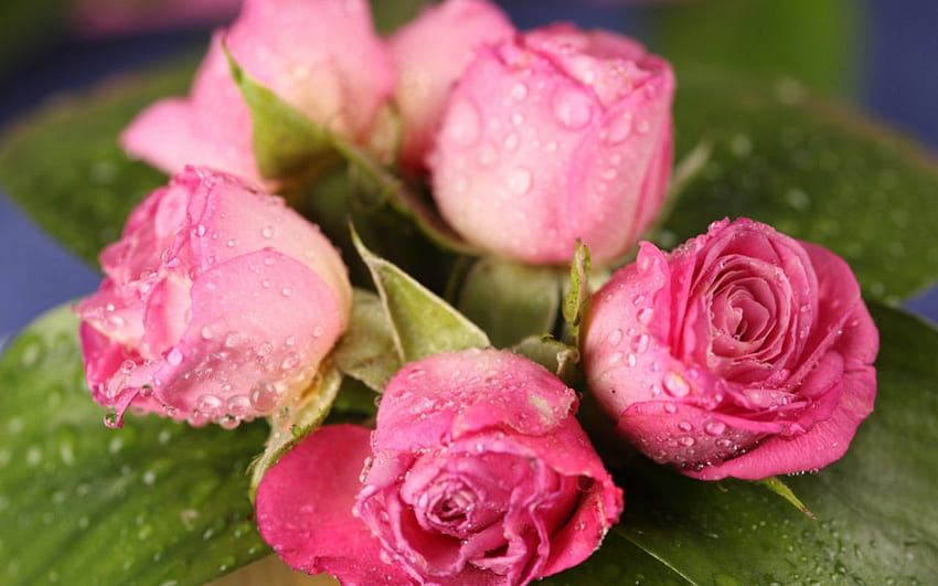 Pink roses, pink, flowers, roses, petals HD wallpaper