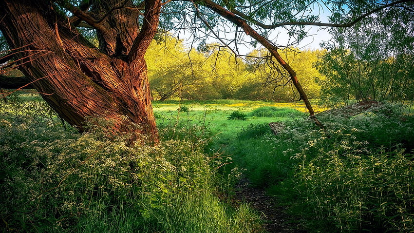 İngiliz ormanlık çayır, Bedfordshire Birleşik Krallık, manzara, ağaçlar, çimen, çiçekler, gökyüzü HD duvar kağıdı