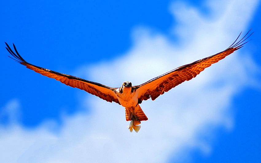 Flying hawk HD wallpaper