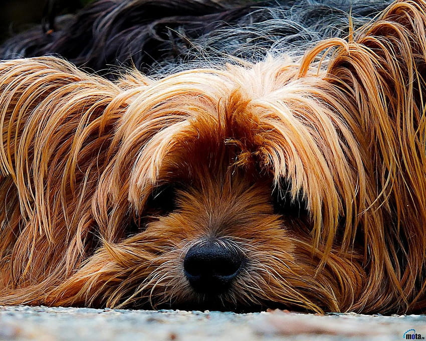Yorkshire Terrier, binatang, anjing, yorkshire, imut, moncong, berbulu lebat Wallpaper HD