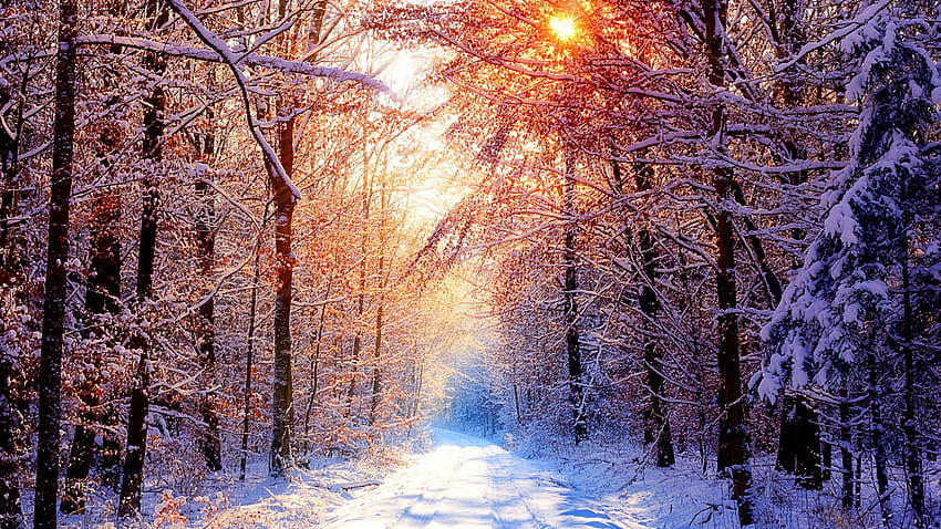 Winter snow trees – Nature Winter , Winter 1920x1080 HD wallpaper | Pxfuel