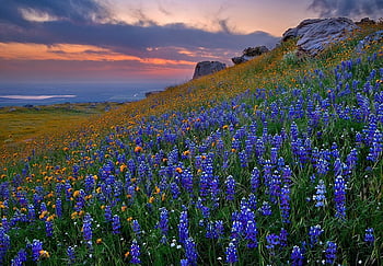 Texas May See Its Biggest Wildflower Bloom in a Decade. Travel