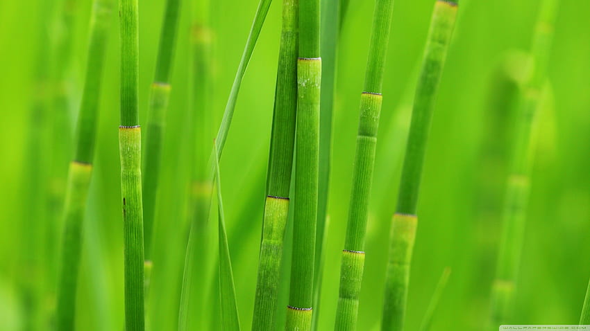 Green Reed Grass Ultra Background for U TV : Tablet : Smartphone, Lemongrass HD wallpaper