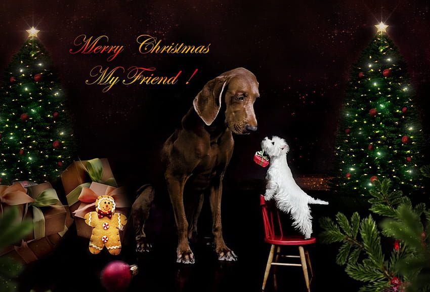 Merry Christmas big guy...♡, winter, dog, chair, two, holidays, small, brown, big, animals, friends, white, gifts, special, tree, little, days, time, christmas, lights, red HD wallpaper