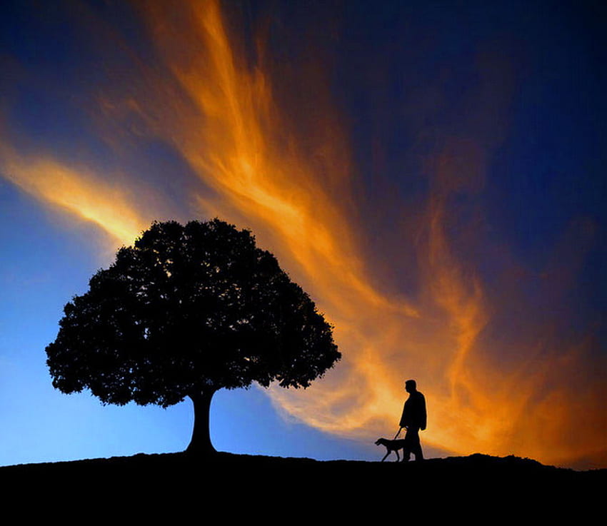 The walk, blue, dog, man, orange, walk, tree, clouds, sky, evening HD wallpaper