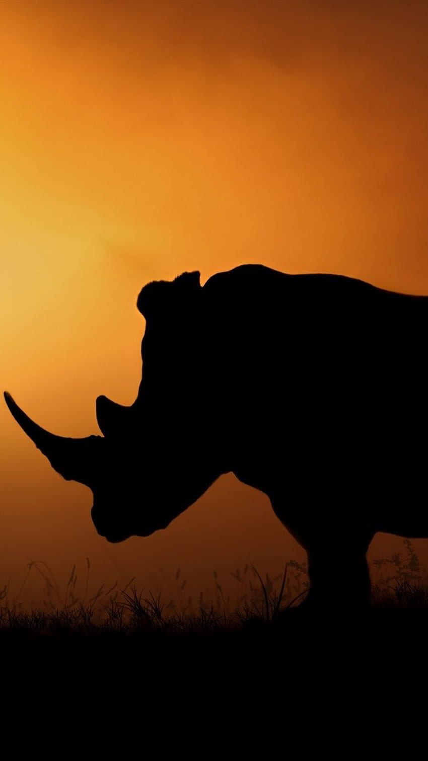 Rhino Silhouette, Africa, Sunset, Evening IPhone 8 7 6 6S HD phone wallpaper