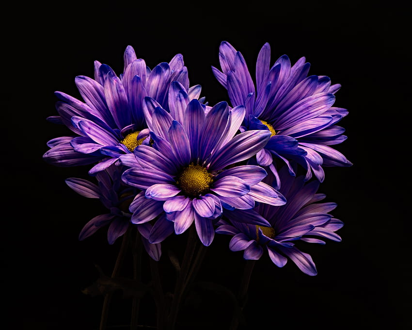 Виолетово цвете, хризантема, цвете HD тапет
