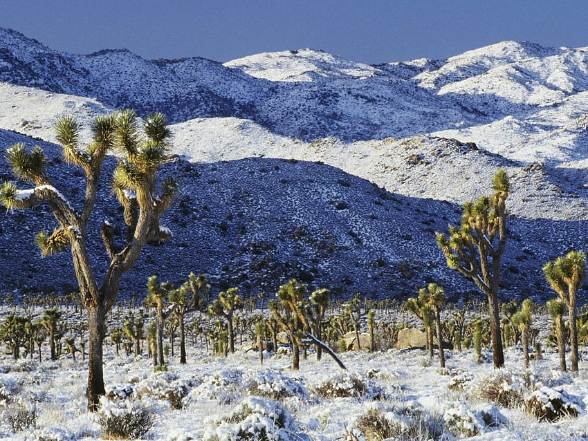 Snow Covered Desert, Desert Winter HD wallpaper