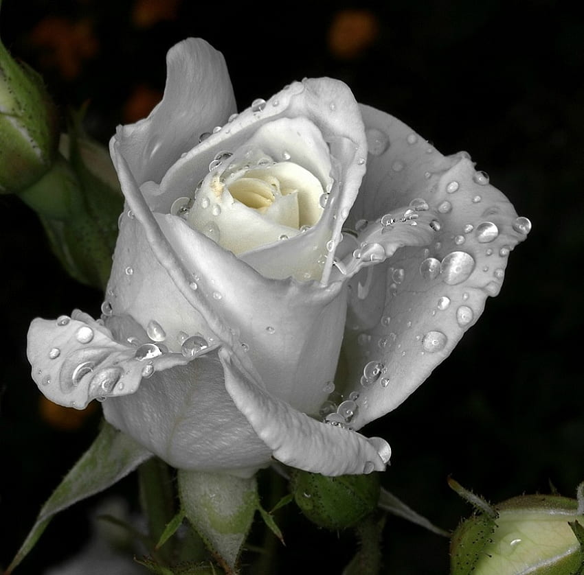kuncup mawar, mawar, putih, embun, kuncup Wallpaper HD