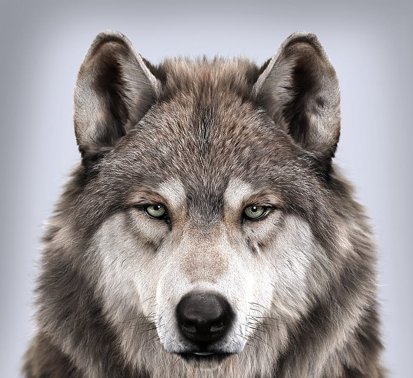 Wolf, brown, fantasy, face, massimo righi, luminos, lup HD wallpaper