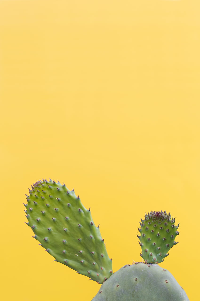 cactus, suculento, espinoso, verde, minimalista fondo de pantalla del teléfono