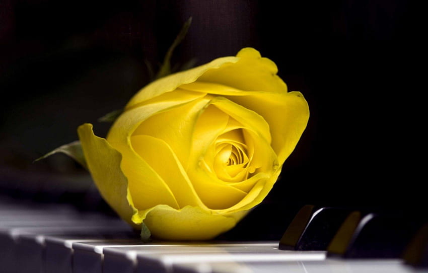 Жълто цвете, роза, природа, жълто, цвете HD тапет