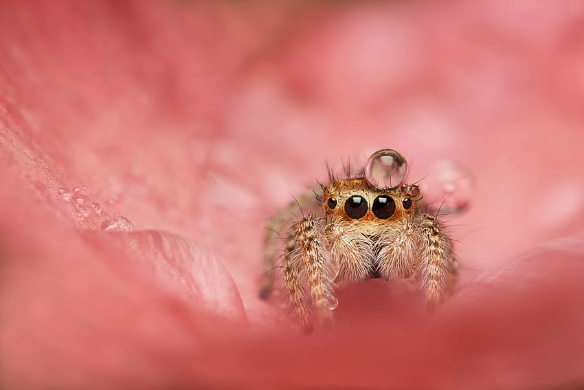 Jumping Spider on, Cute Spider HD wallpaper