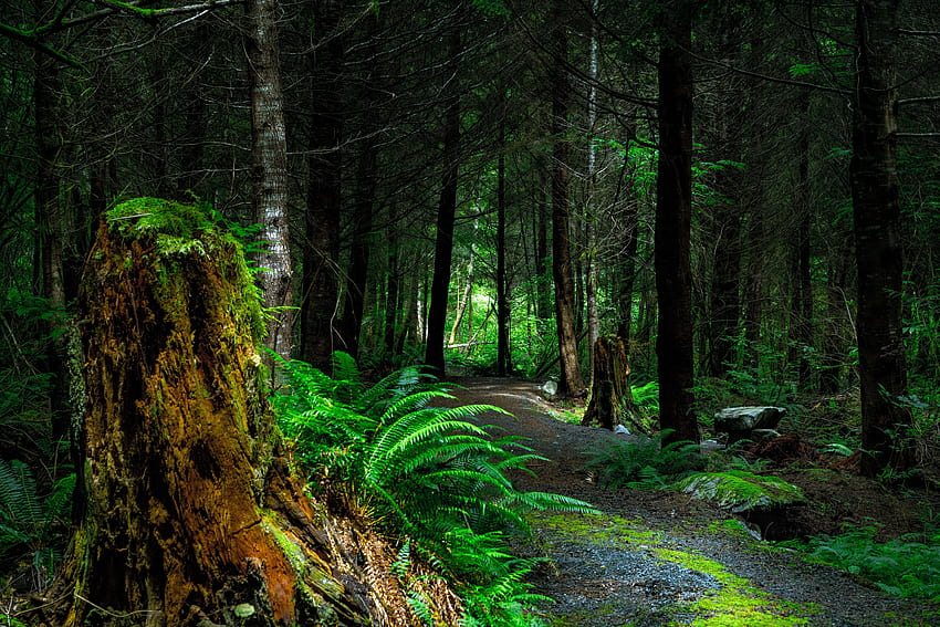 自然, 木, カナダ, 森林, 道, バンクーバー島 高画質の壁紙