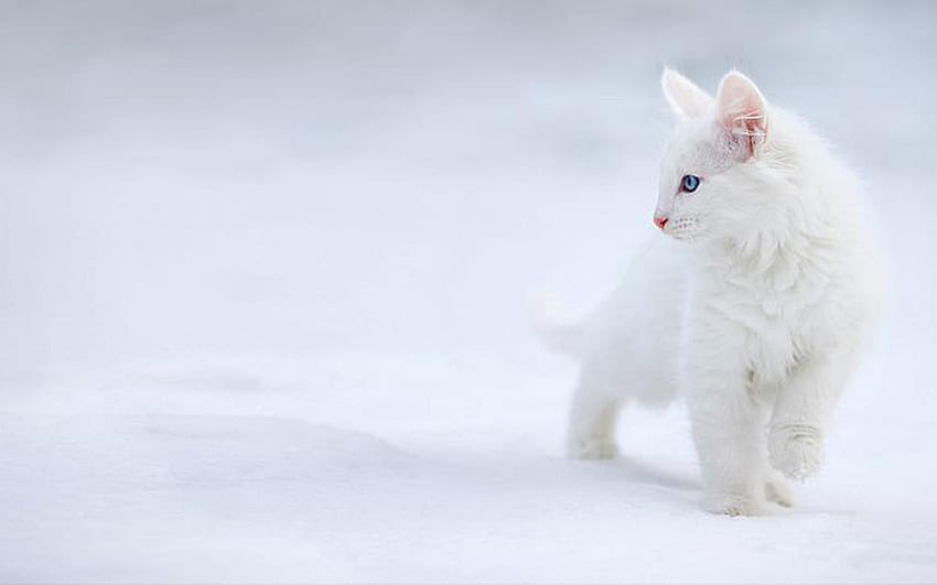 White Winter Cats, Snow Cat HD wallpaper