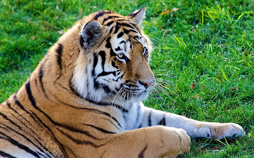 สัตว์ โกหก นอนลง นักล่า แมวตัวใหญ่ เสือ วอลล์เปเปอร์ HD