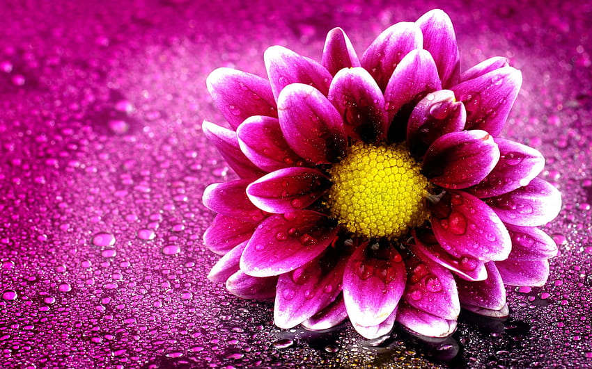 Pink Flower, Pink Flowers HD wallpaper | Pxfuel