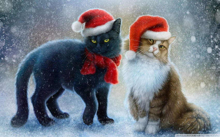 クリスマス 猫 冬 雪 赤い帽子 1920 x1200 高画質の壁紙