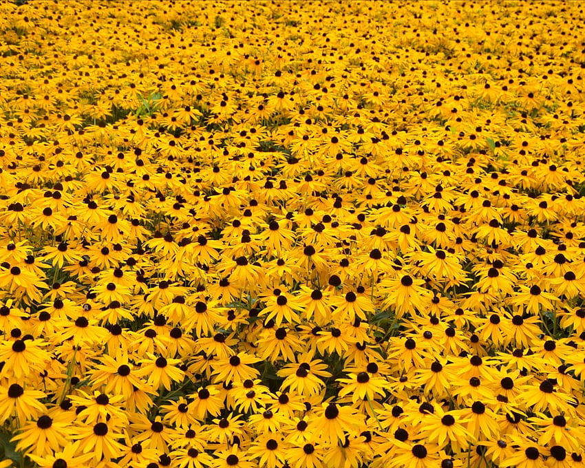 Yellow Flowers Computer Hufflepuff Sunflowers [] for your , Mobile & Tablet. Explore Flower Computer Background. Of Flowers, Flowers Full Size, Beautiful Flowers, Yellow Flowers Aesthetic HD wallpaper